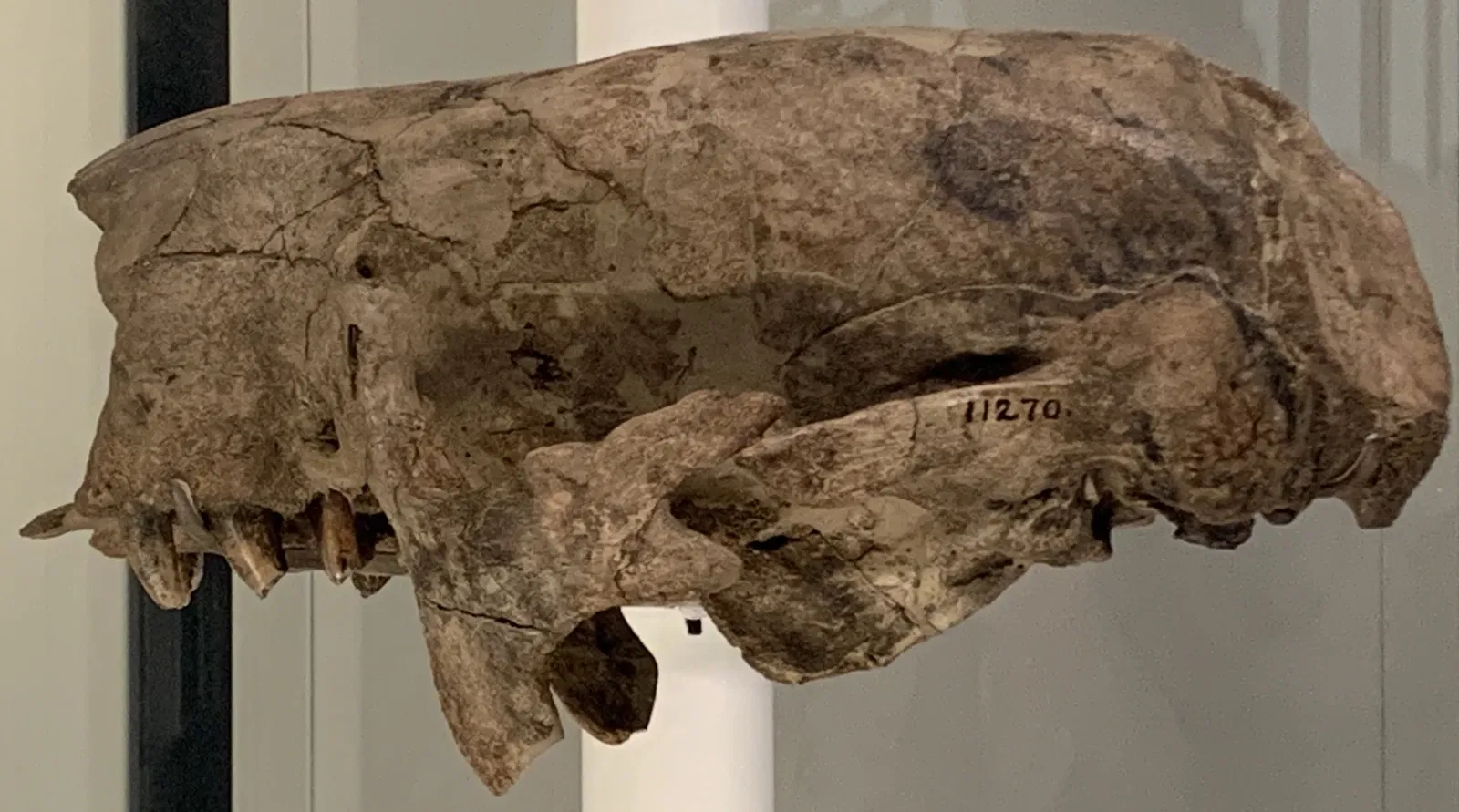 American Museum of Natural History