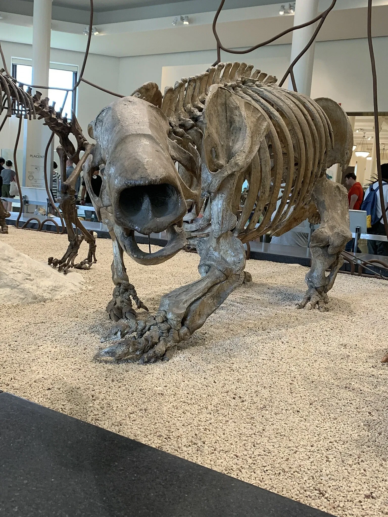 American Museum of Natural History