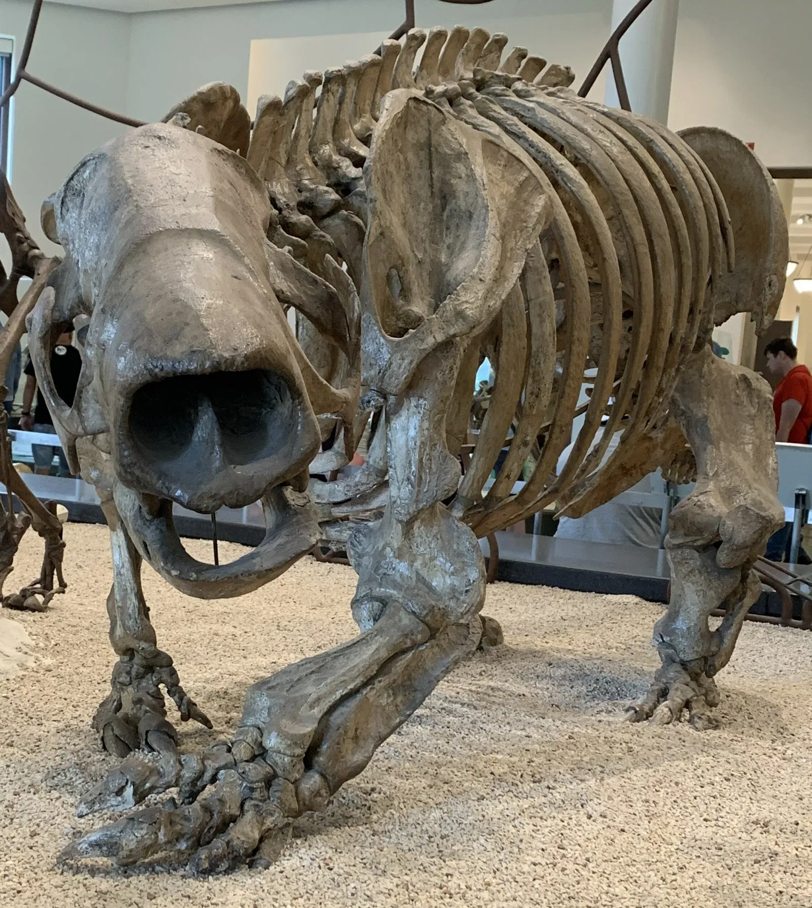 American Museum of Natural History