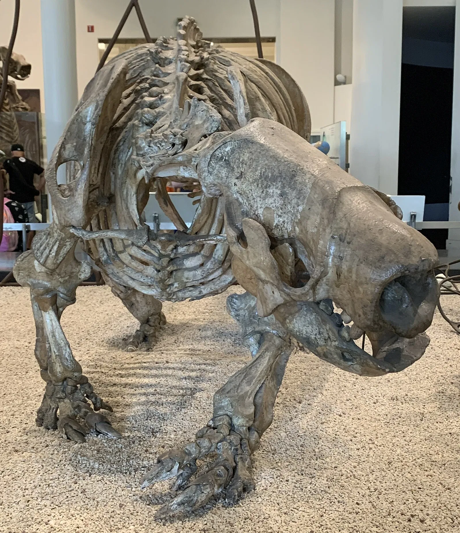 American Museum of Natural History