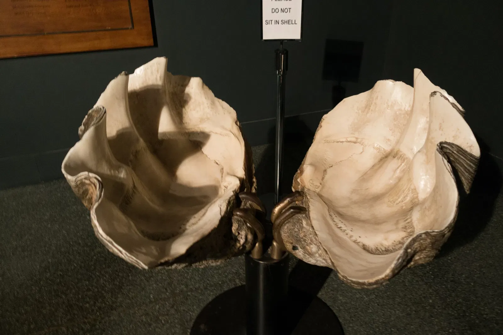 American Museum of Natural History