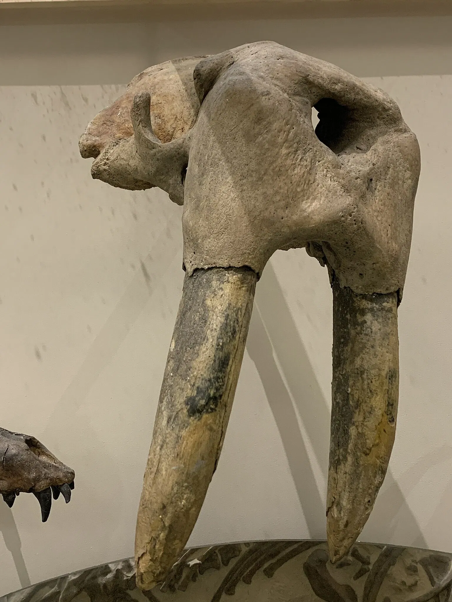 Museo Americano de Historia Natural