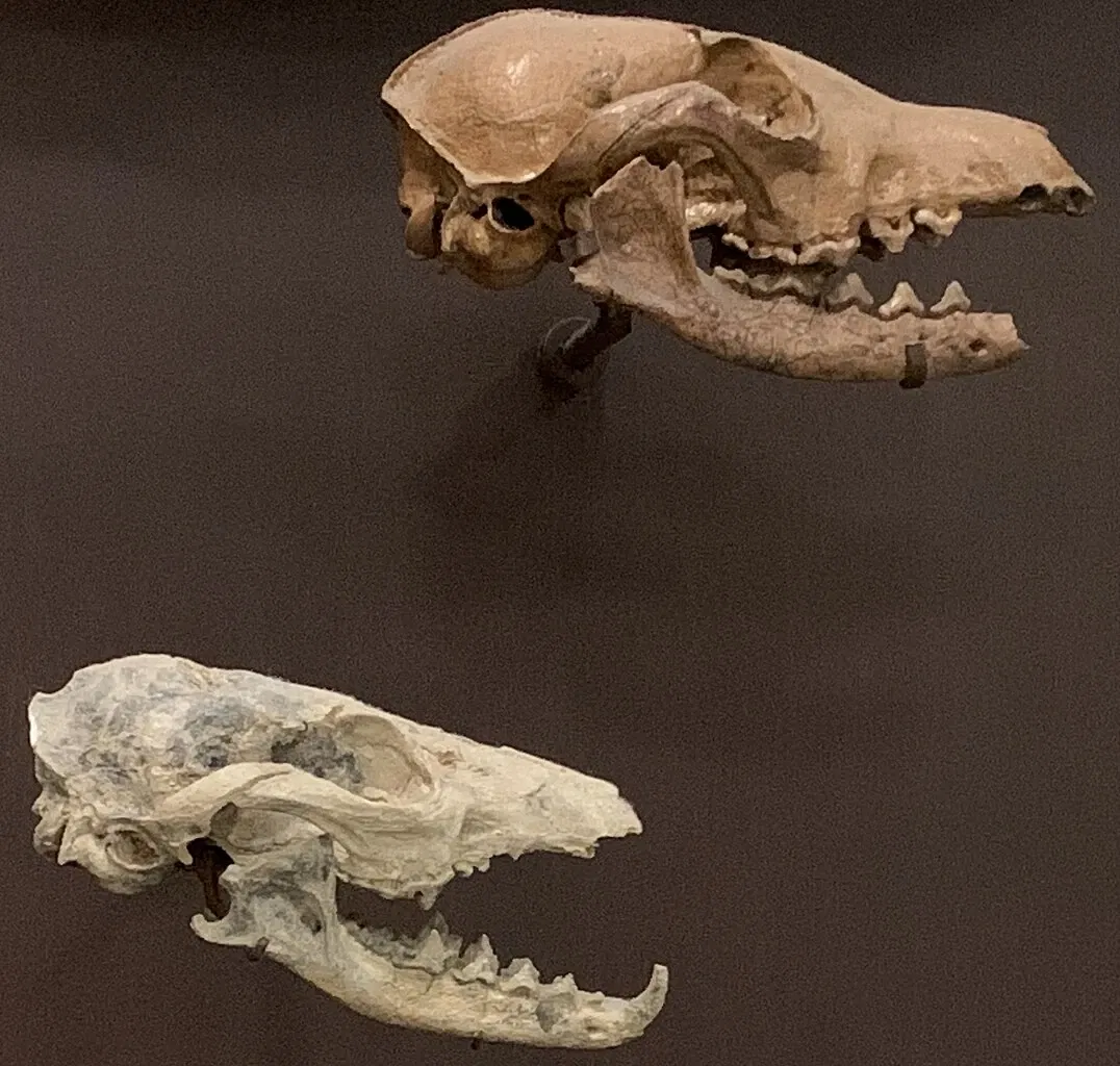 American Museum of Natural History