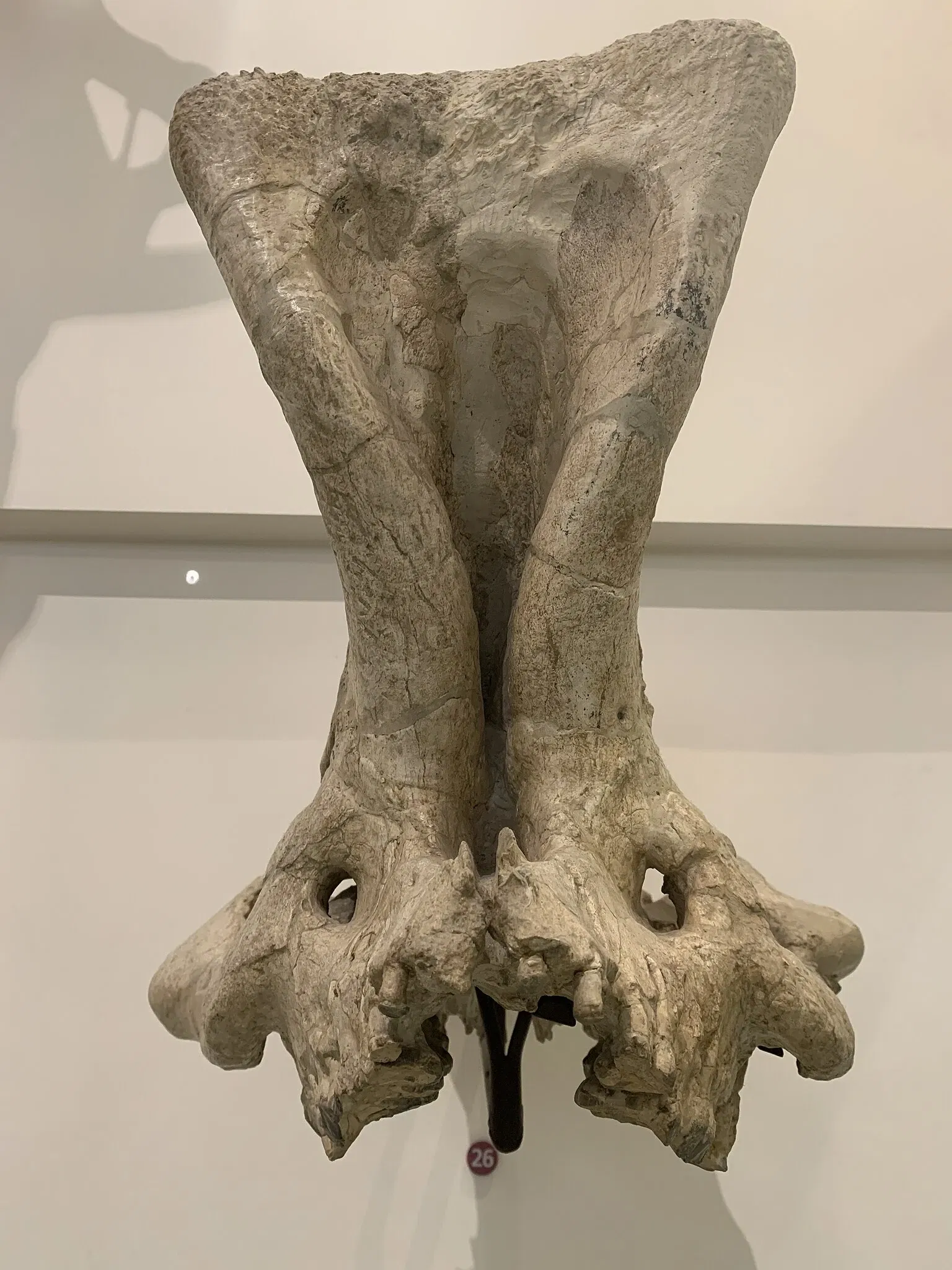 Museo Americano de Historia Natural