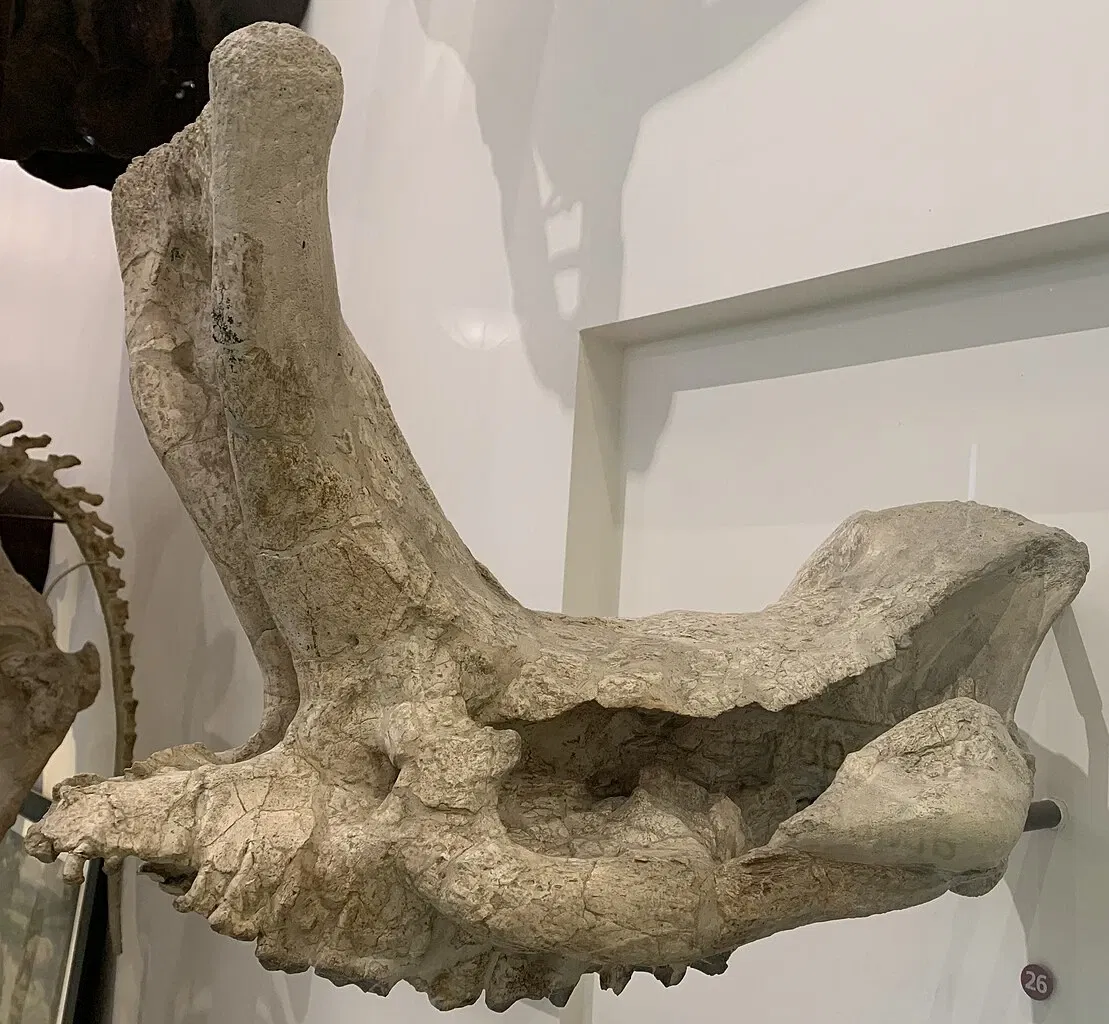 Museo Americano de Historia Natural