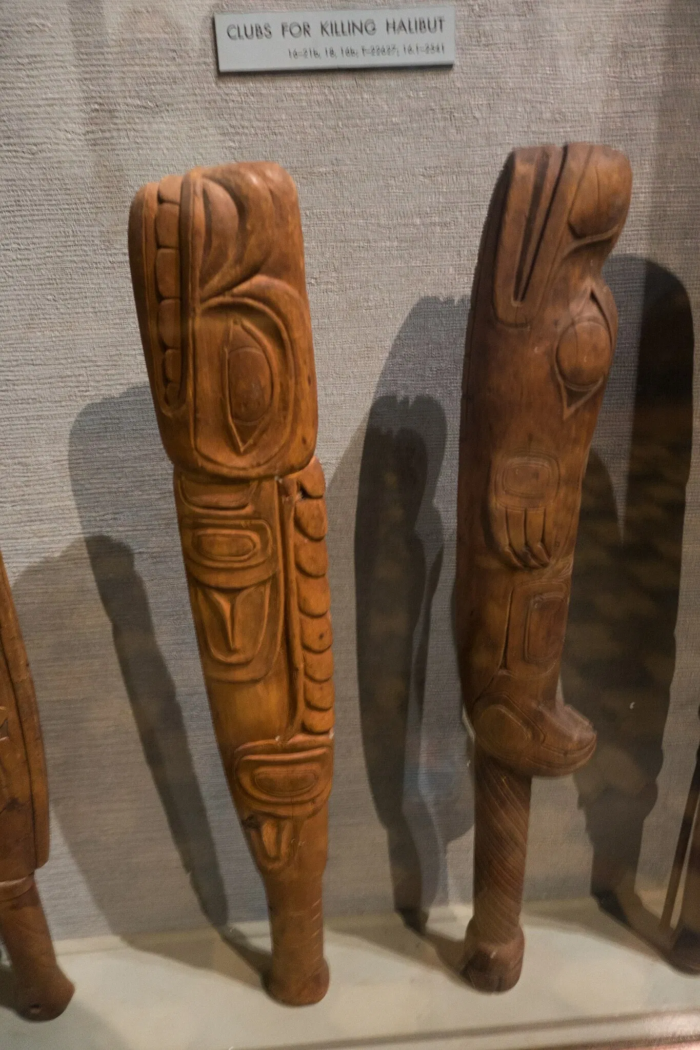 Musée américain d'histoire naturelle