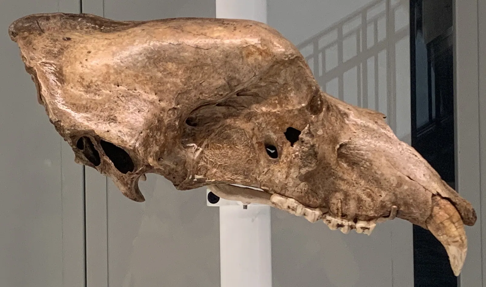 American Museum of Natural History