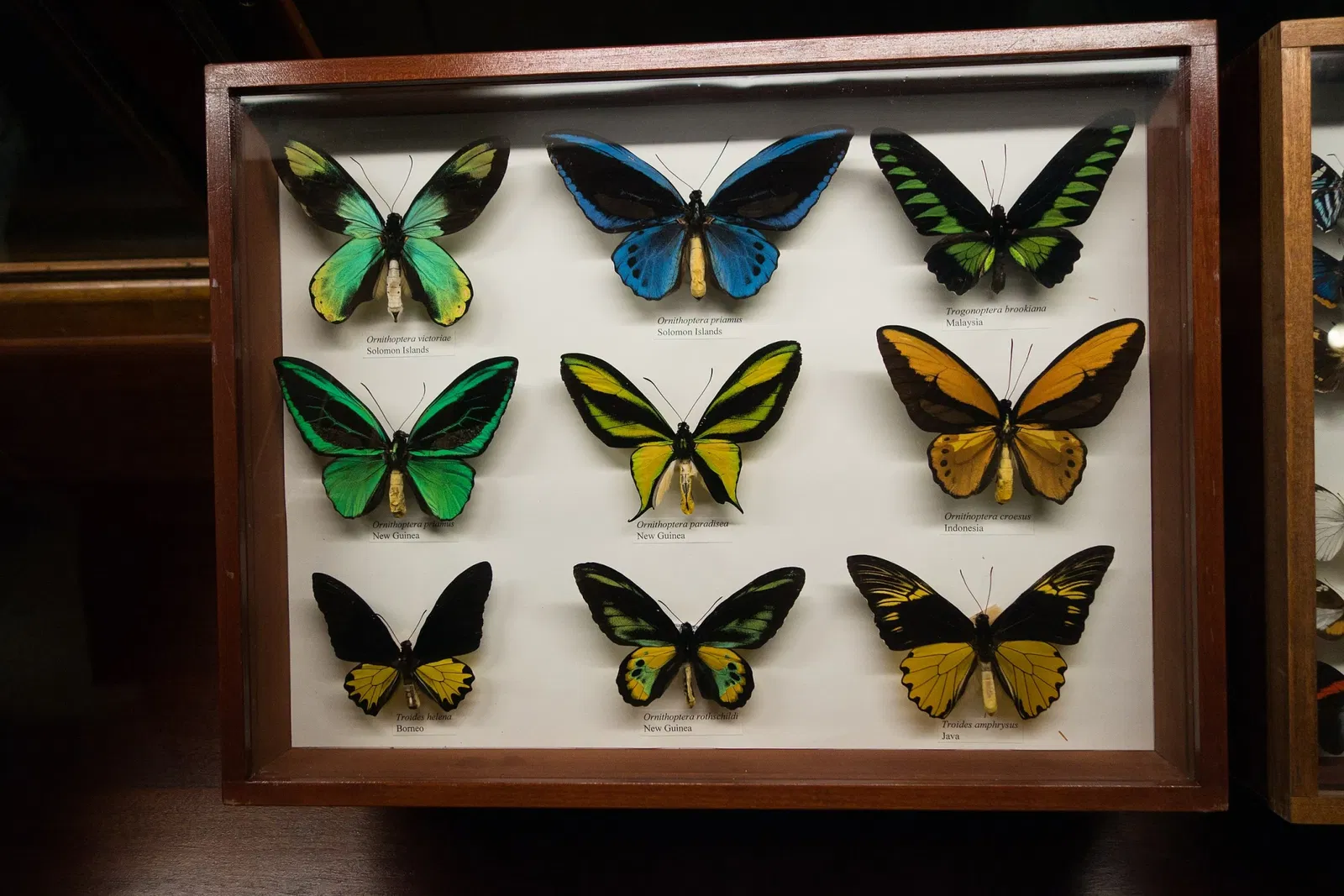 Musée américain d'histoire naturelle