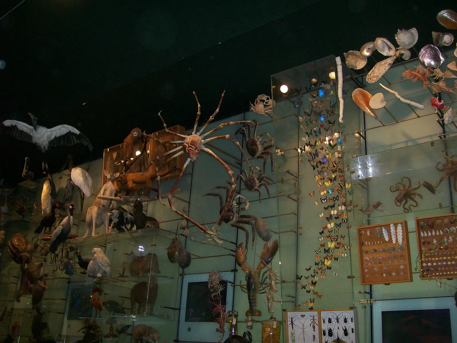 American Museum of Natural History