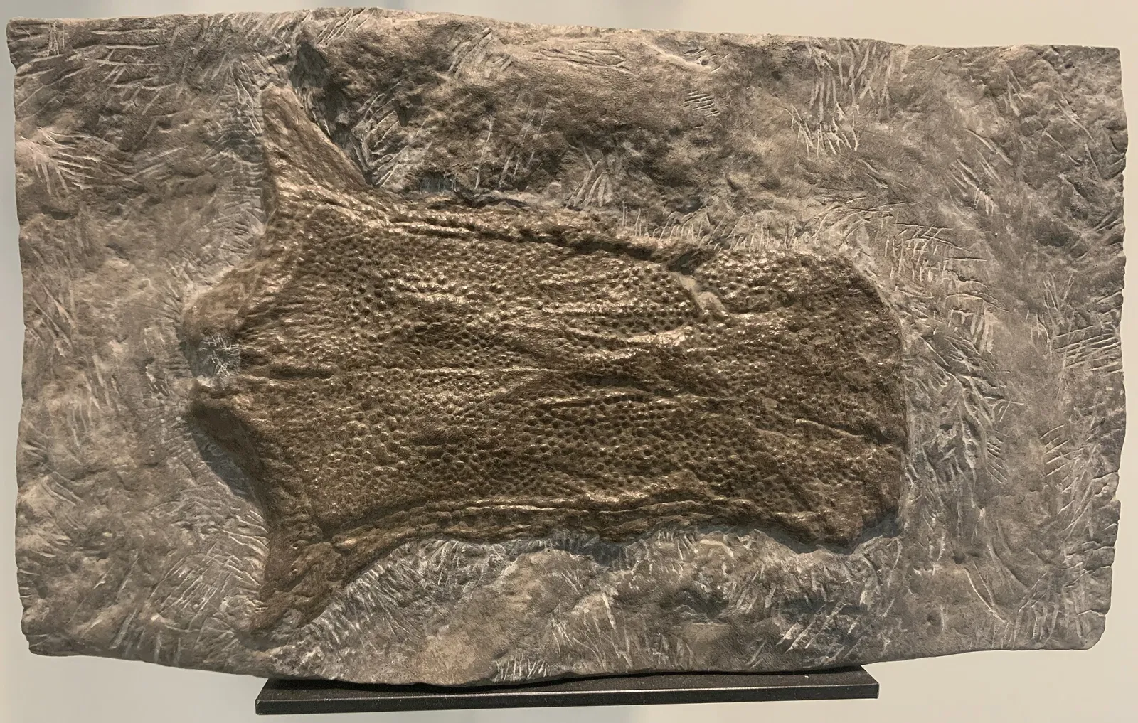 Museo Americano de Historia Natural