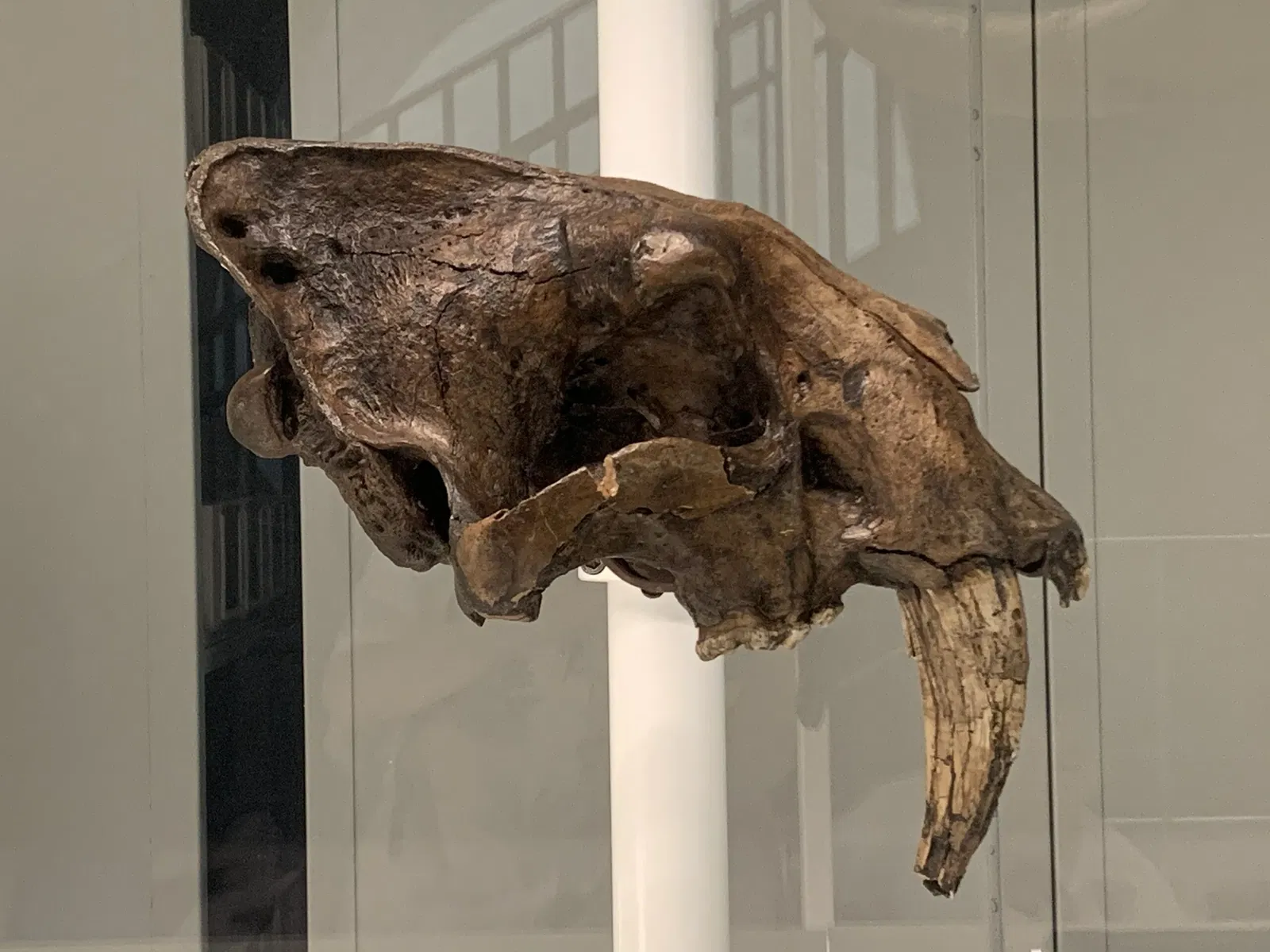 American Museum of Natural History