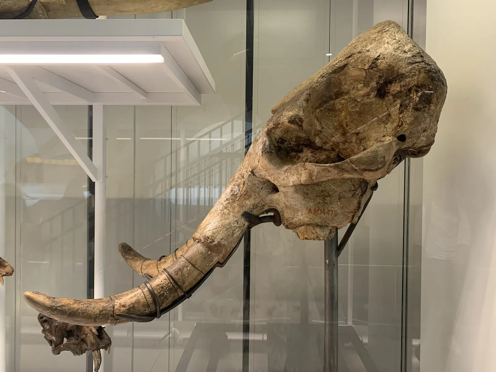 American Museum of Natural History