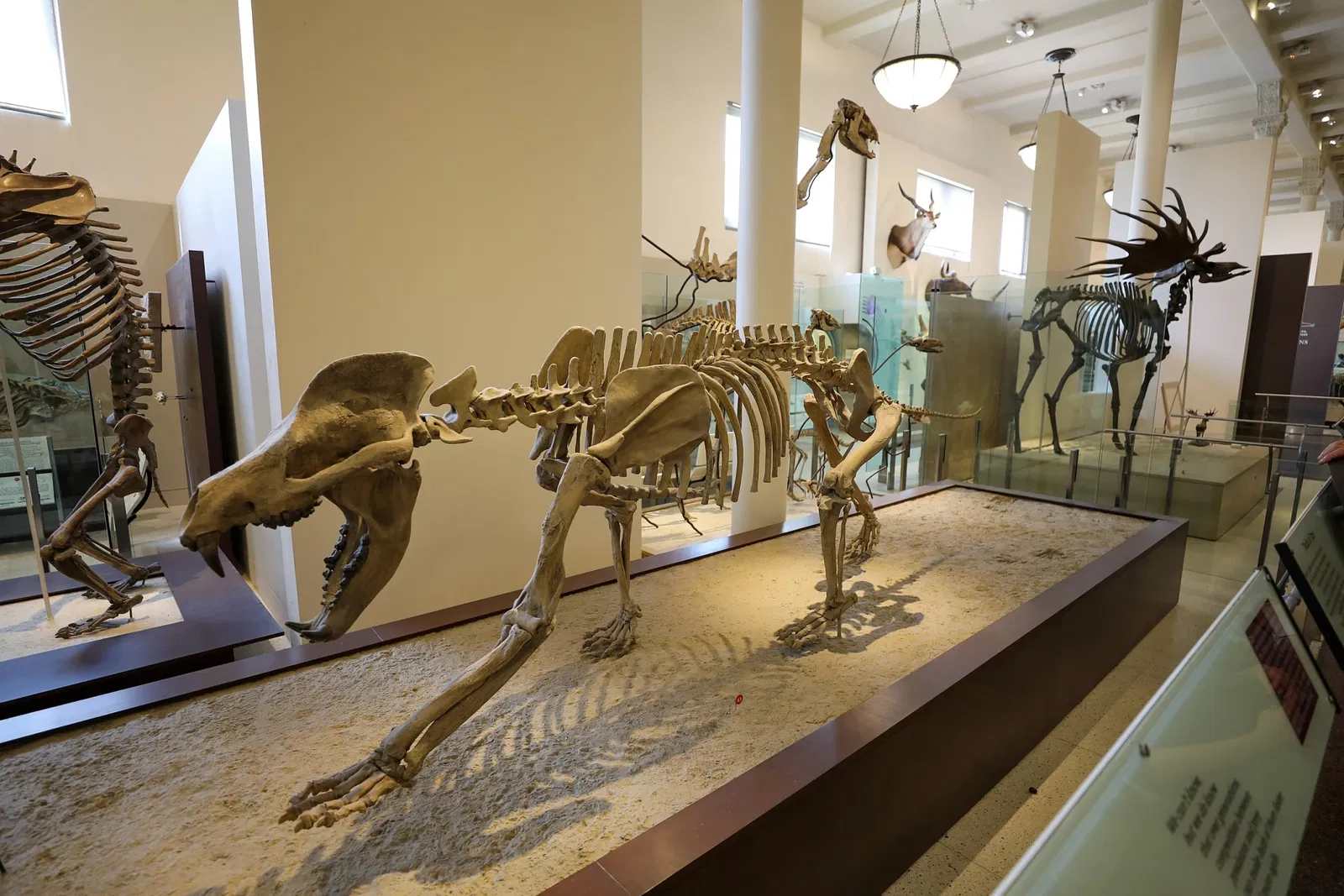 American Museum of Natural History