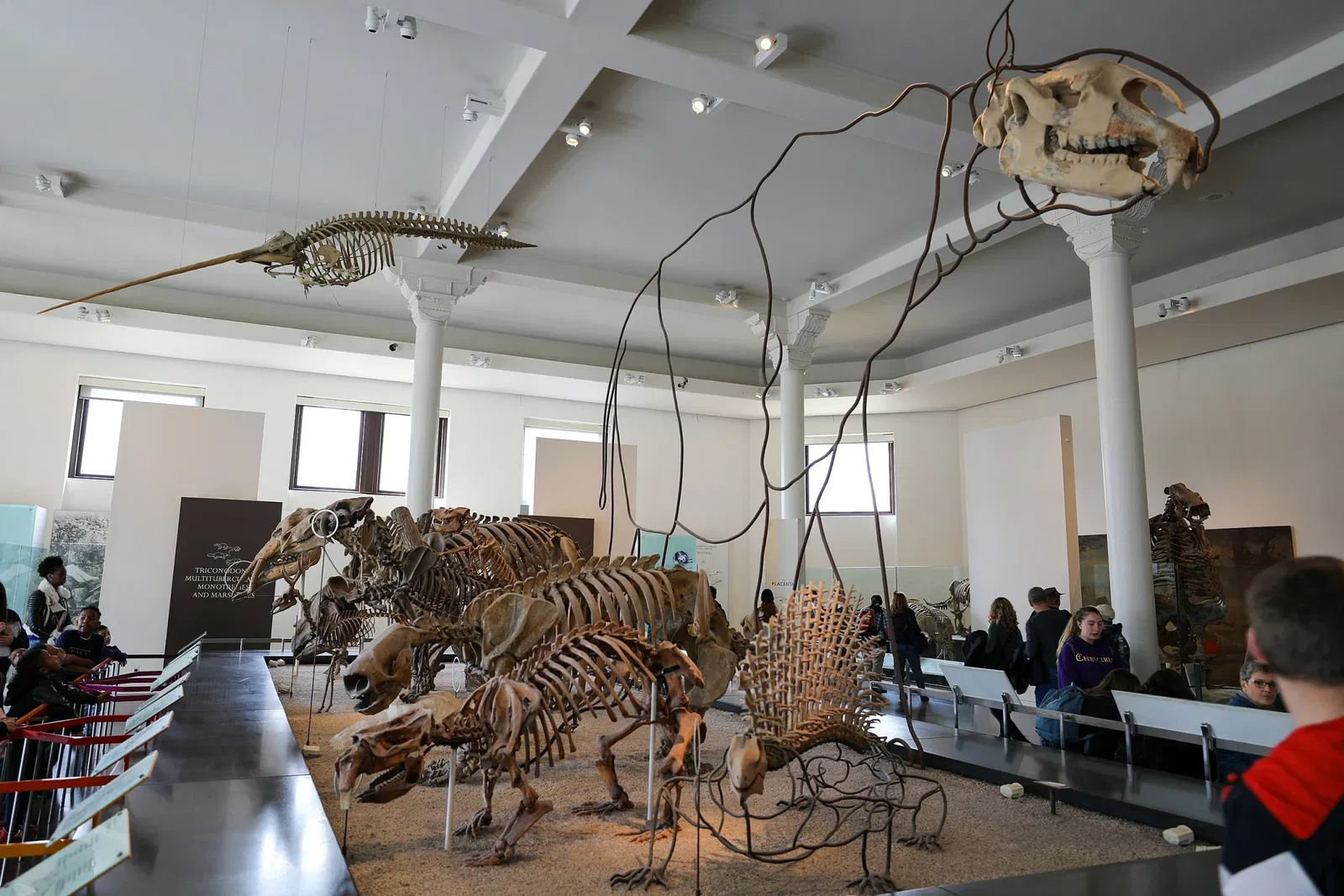 Musée américain d'histoire naturelle