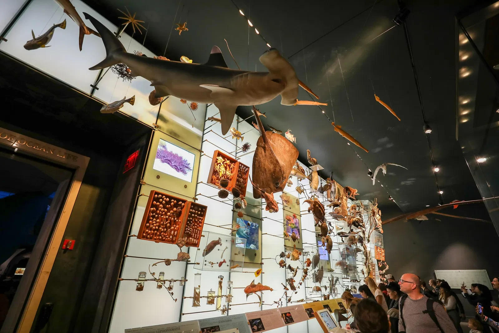 Musée américain d'histoire naturelle