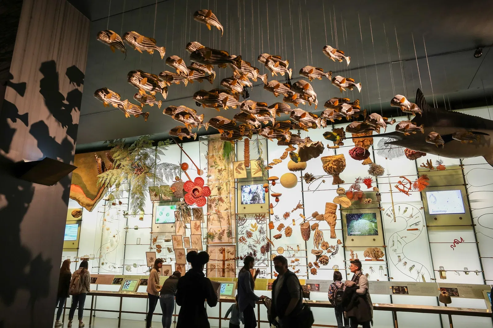 American Museum of Natural History