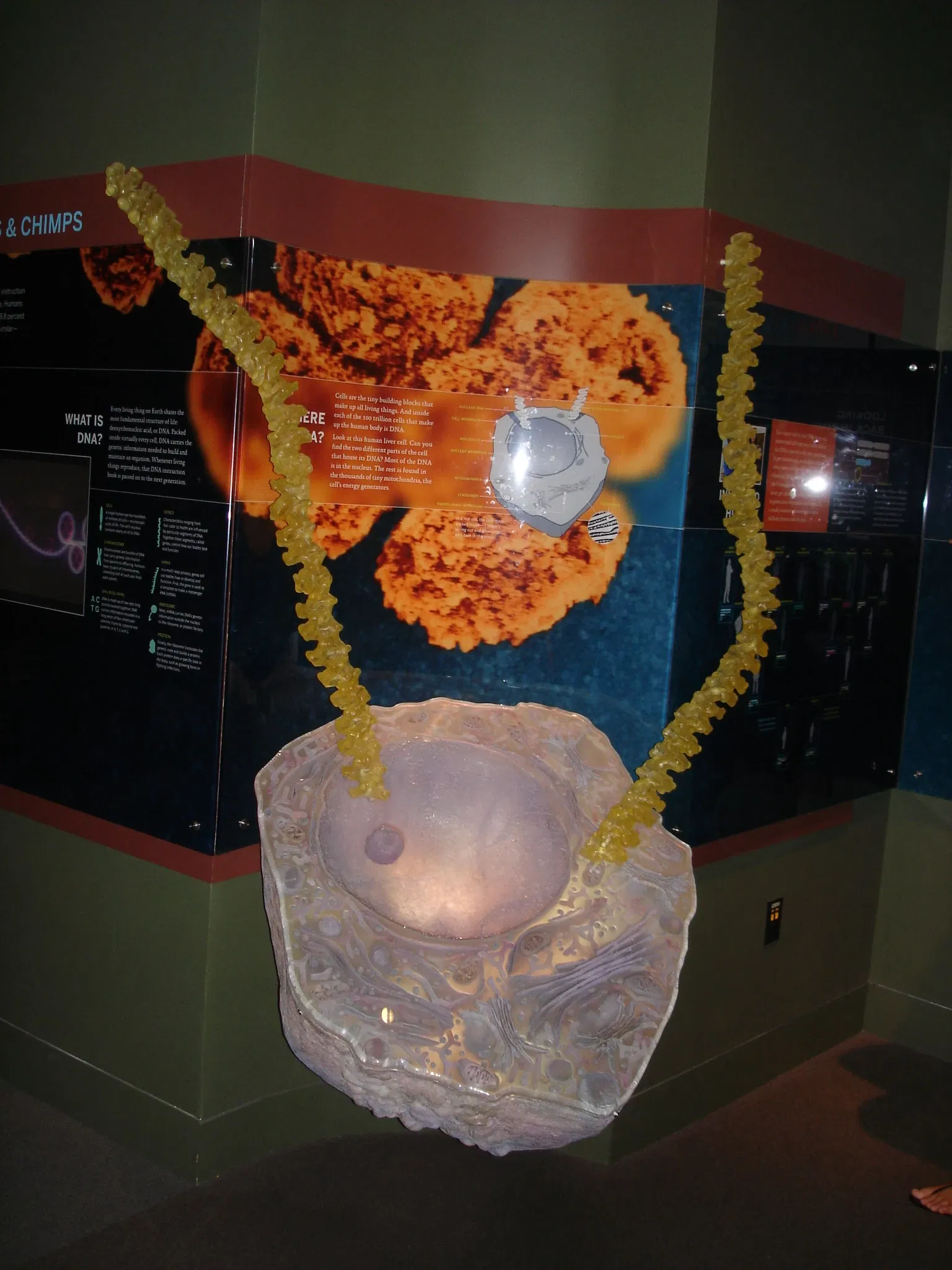 Museo Americano de Historia Natural