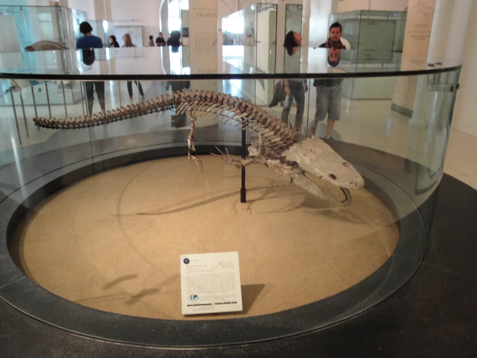 Musée américain d'histoire naturelle