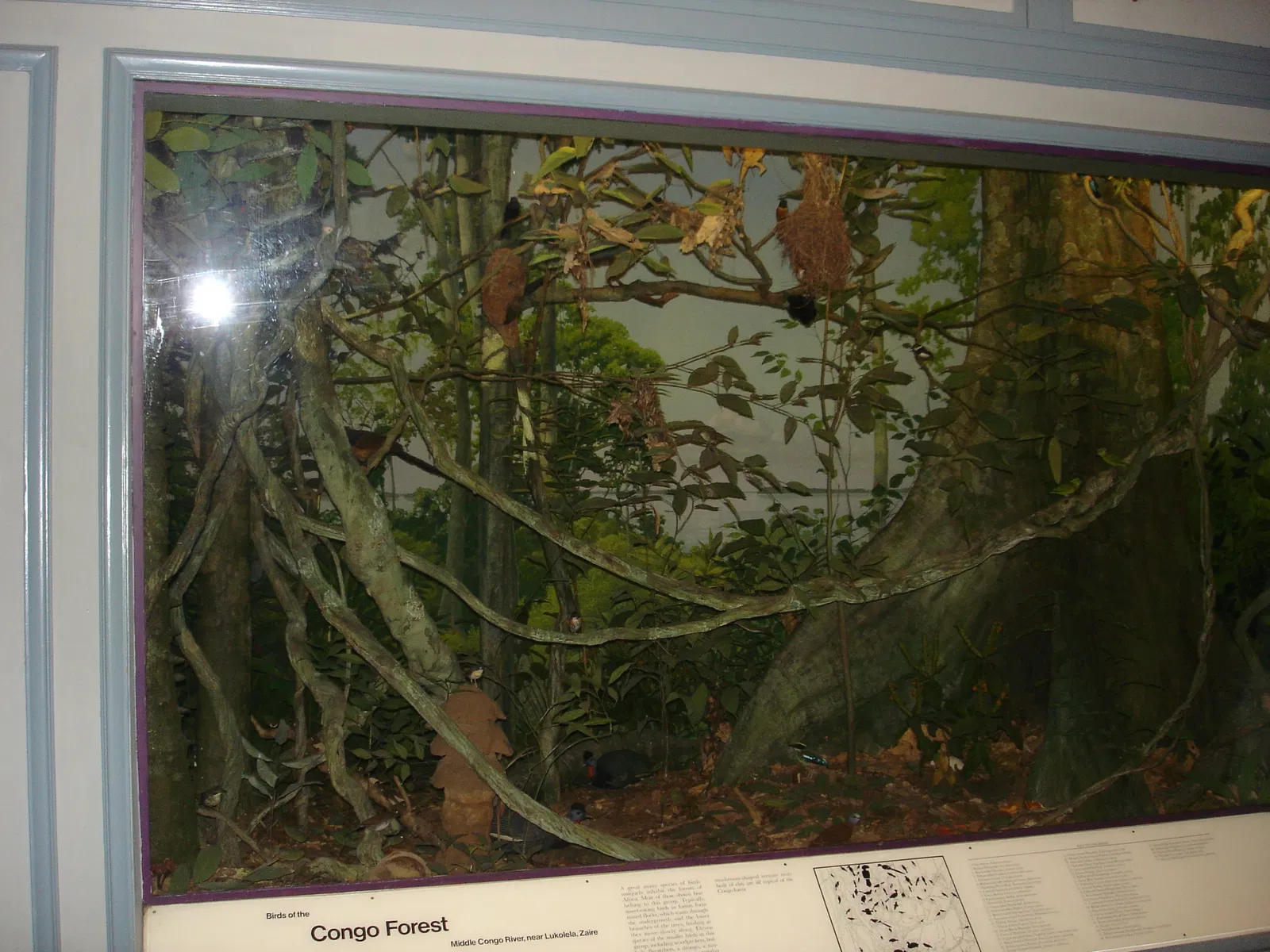 Museo Americano de Historia Natural