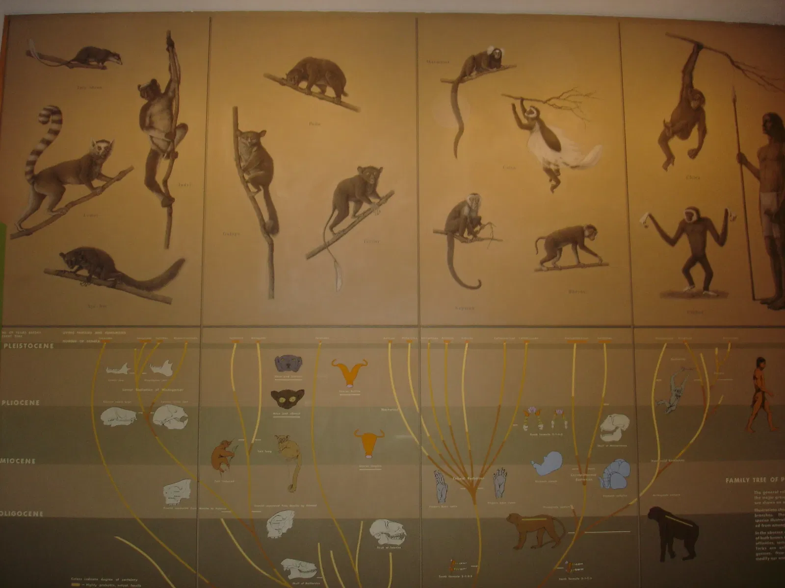 Museo Americano de Historia Natural