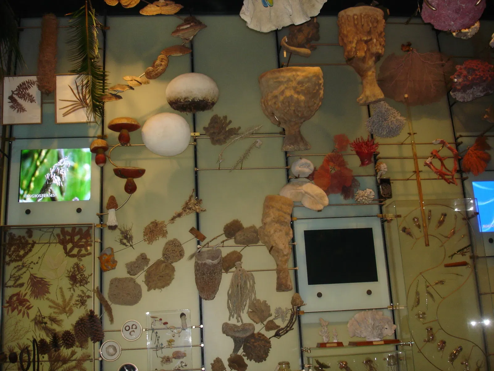 Musée américain d'histoire naturelle