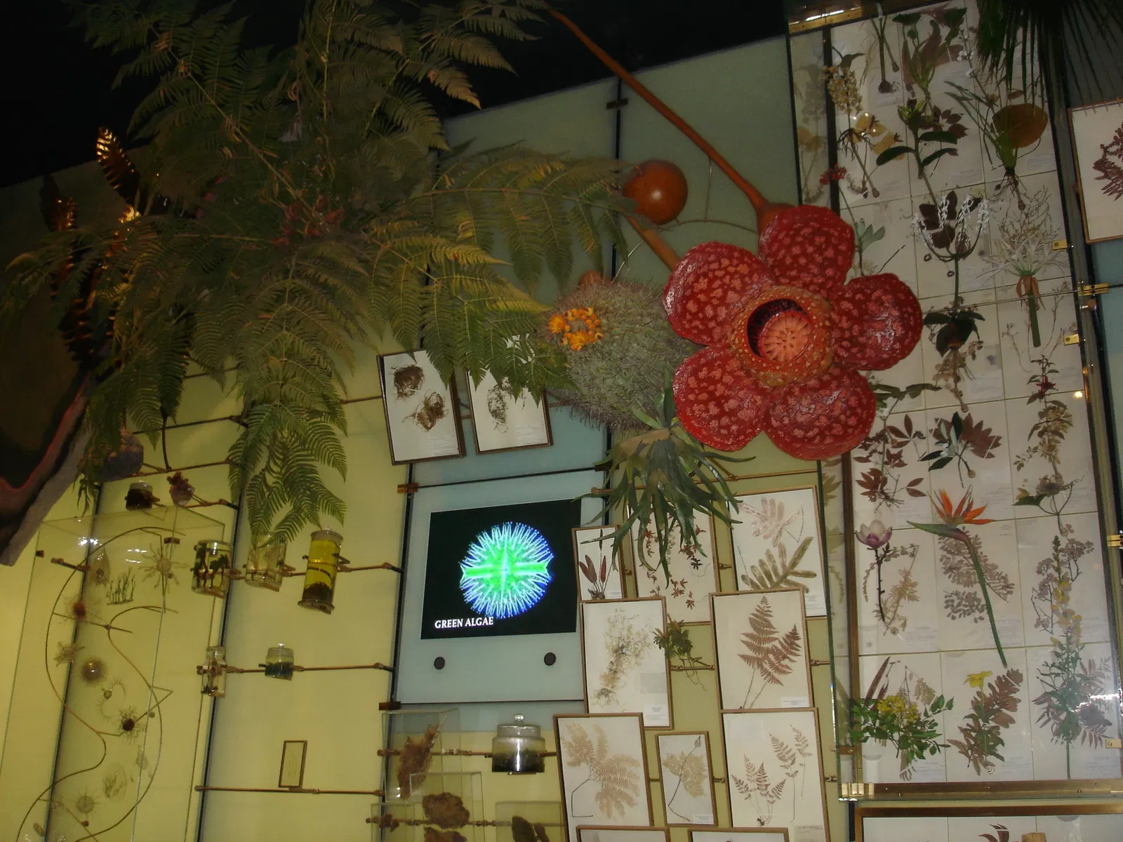 Museo Americano de Historia Natural