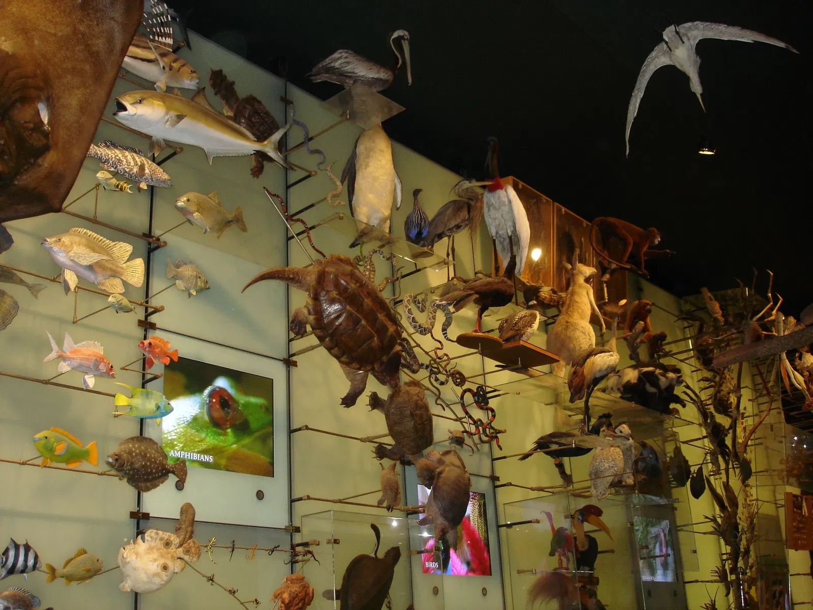 Museo Americano de Historia Natural