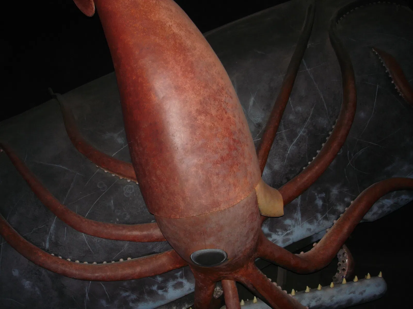 Museo Americano de Historia Natural