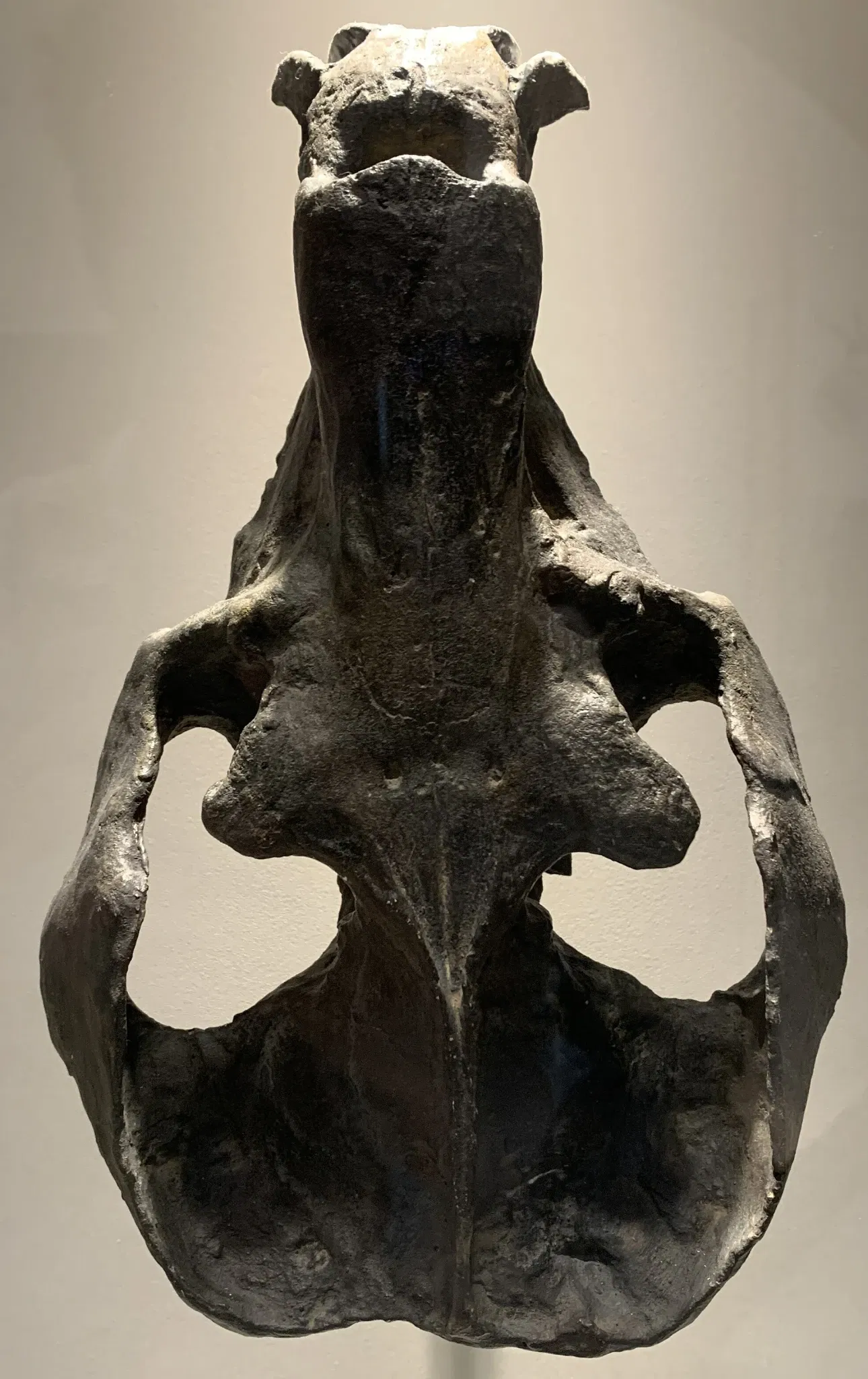 Musée américain d'histoire naturelle