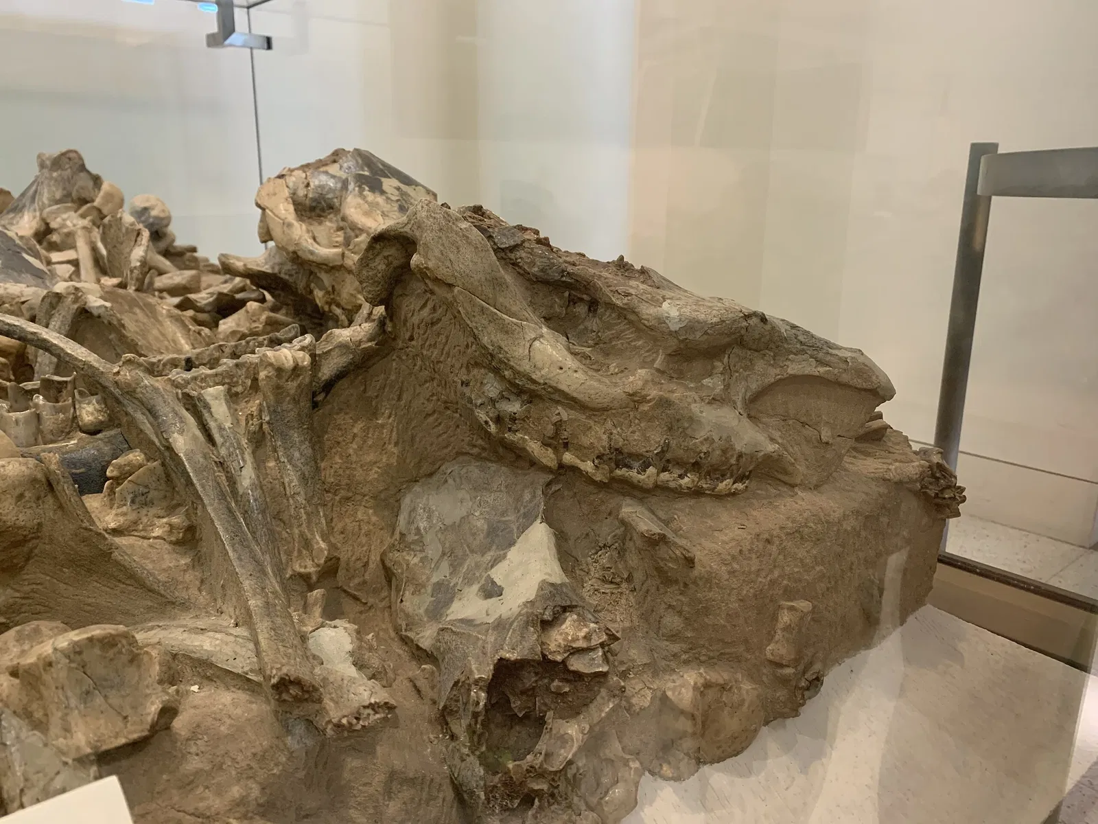 American Museum of Natural History