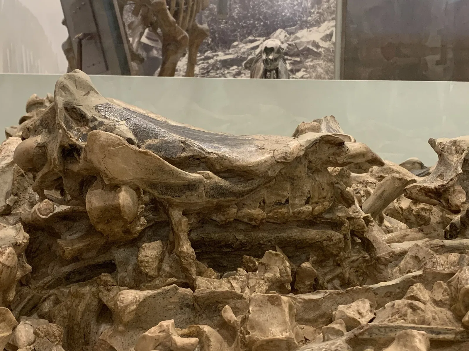 Museo Americano de Historia Natural