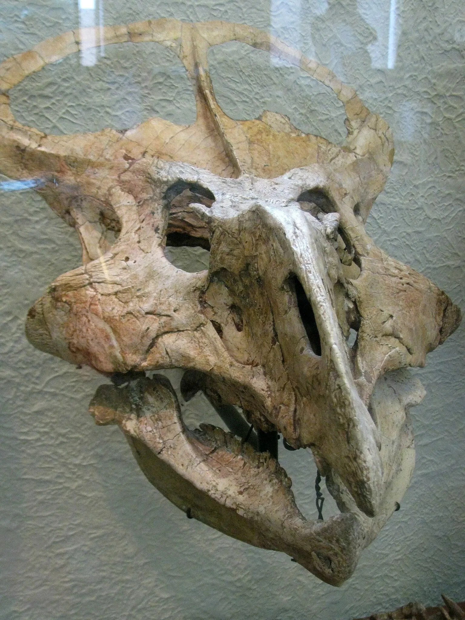 Musée américain d'histoire naturelle