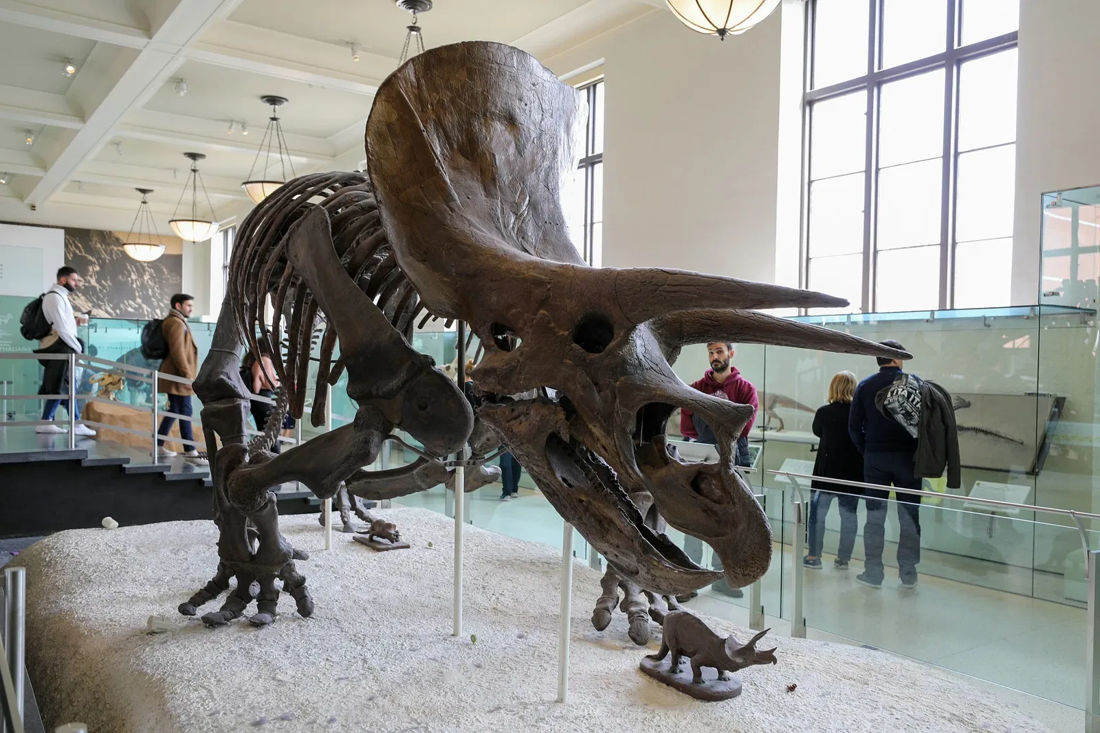 Musée américain d'histoire naturelle