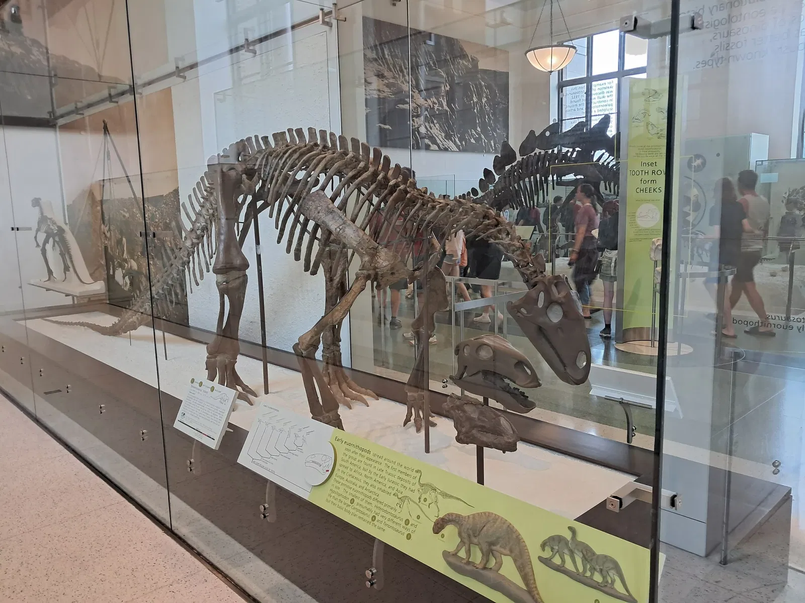 Musée américain d'histoire naturelle