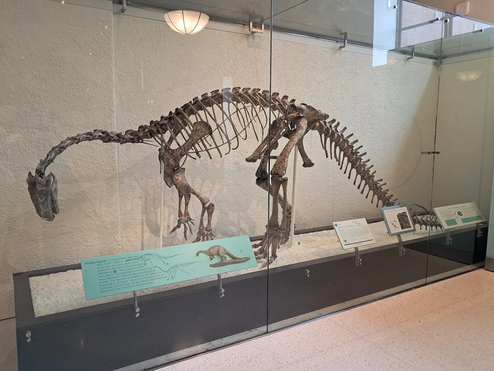 Museo Americano de Historia Natural