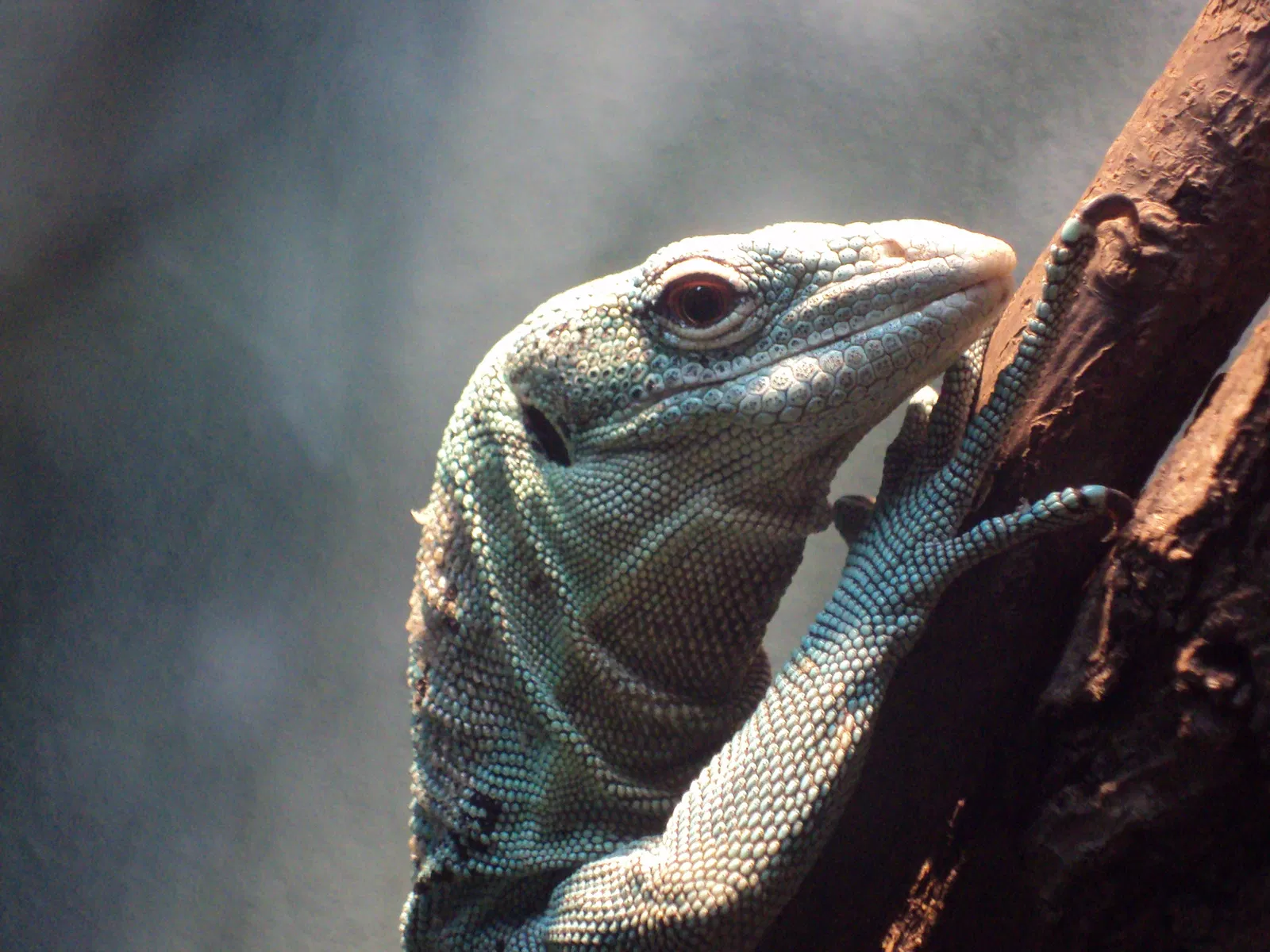 Zoológico de Central Park