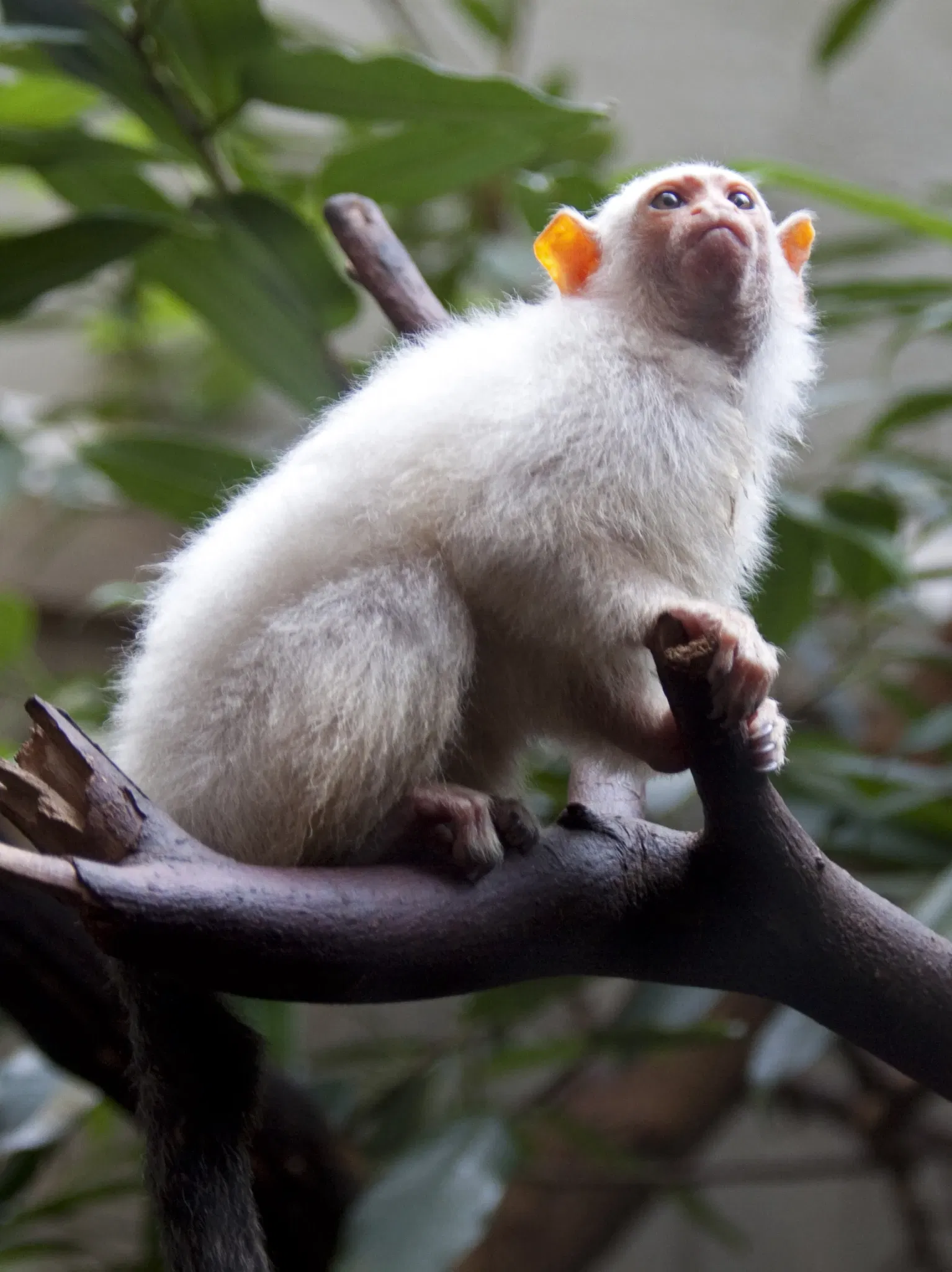Zoológico de Central Park