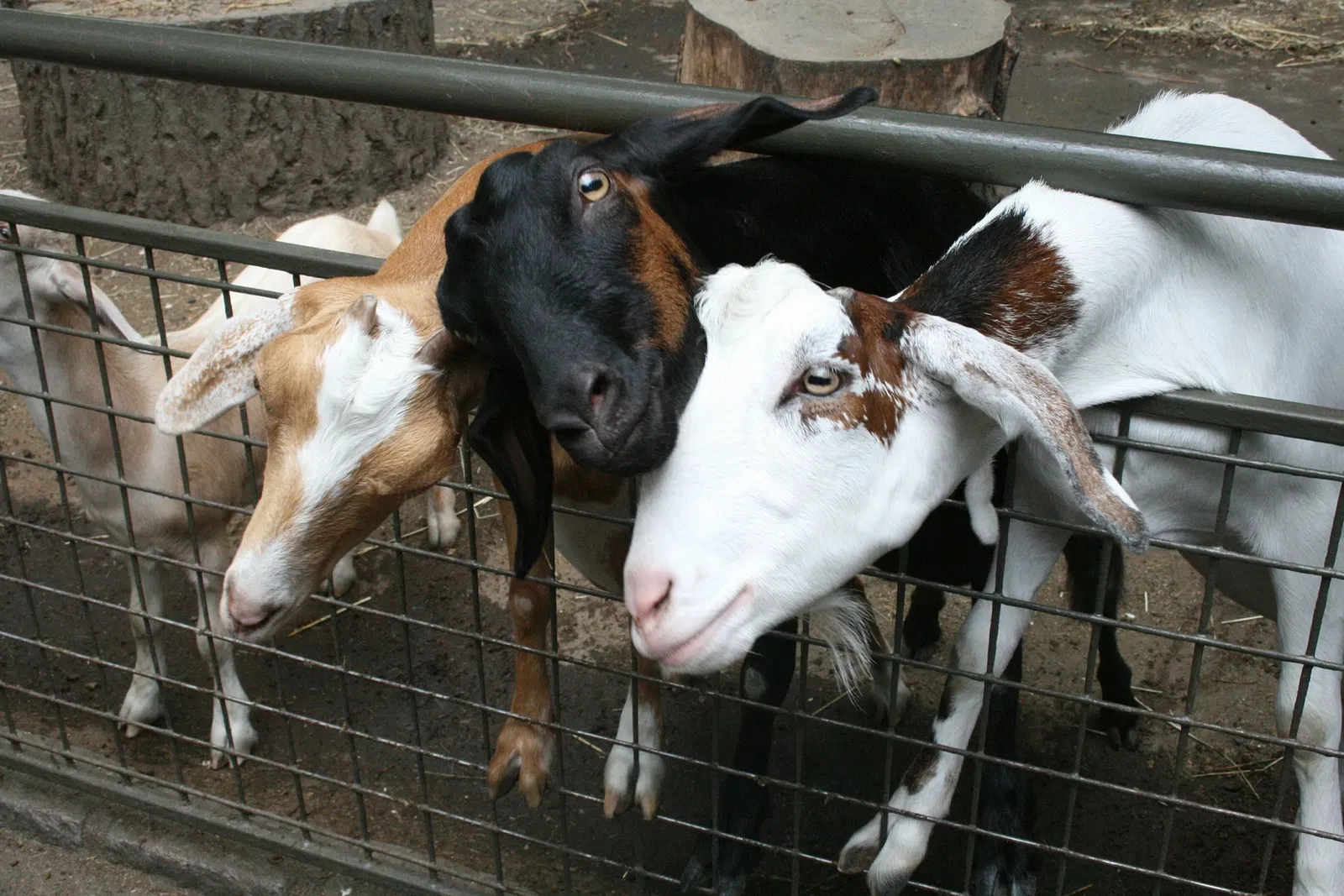 Zoológico de Central Park