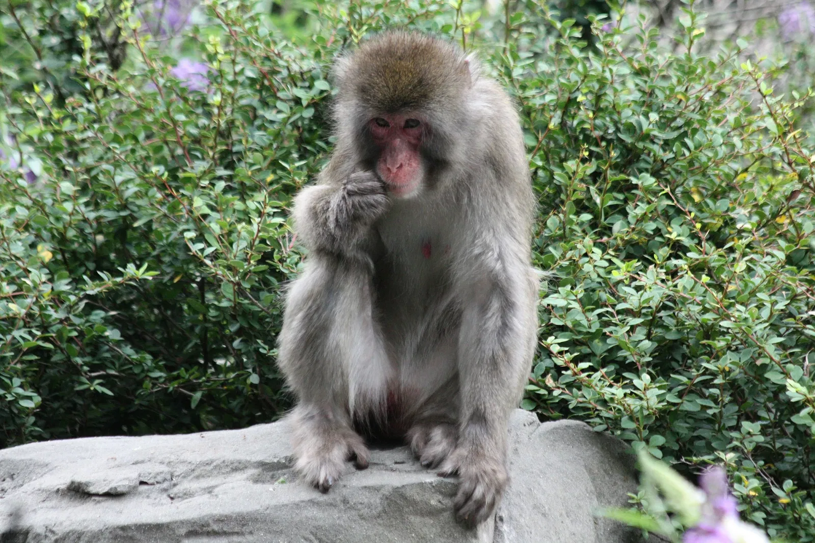 Zoológico de Central Park