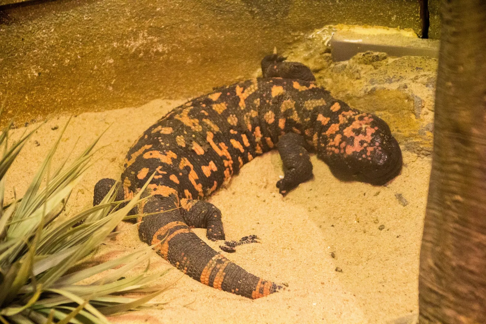Zoológico de Central Park