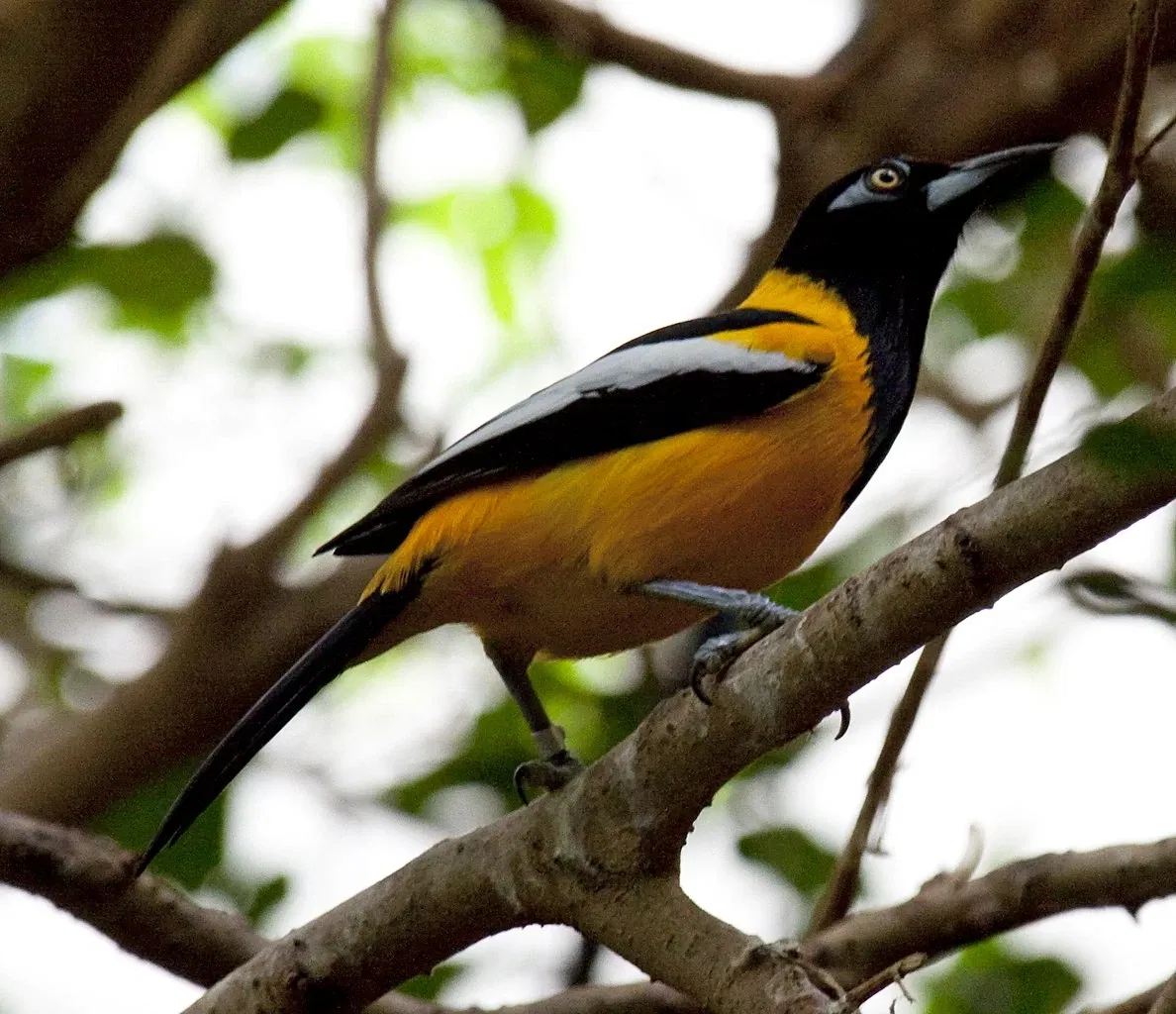 Zoológico de Central Park