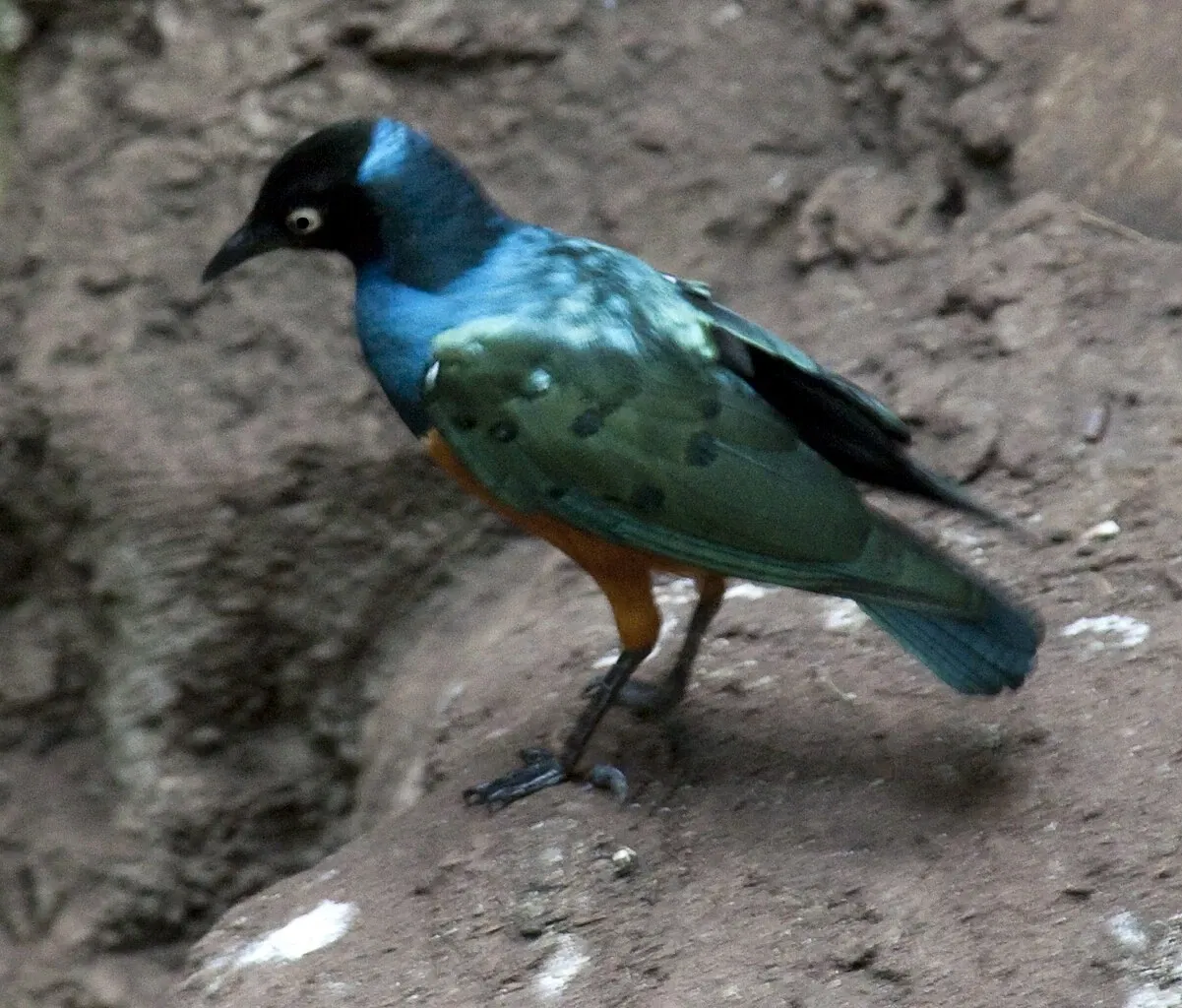Zoológico de Central Park