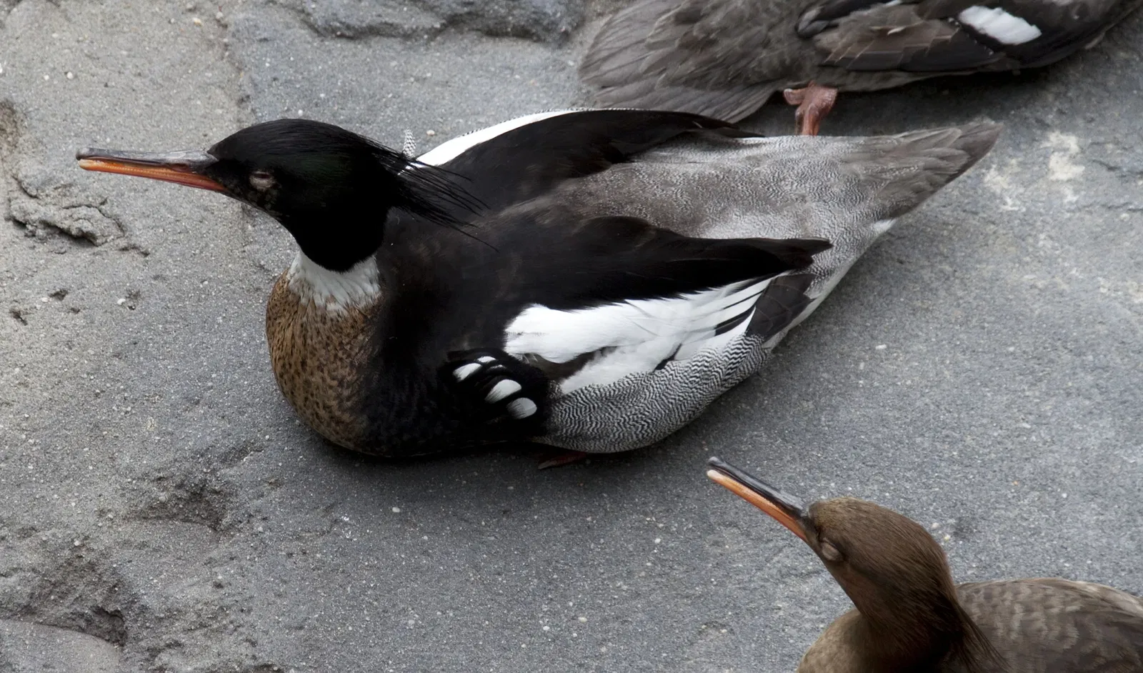 Zoológico de Central Park