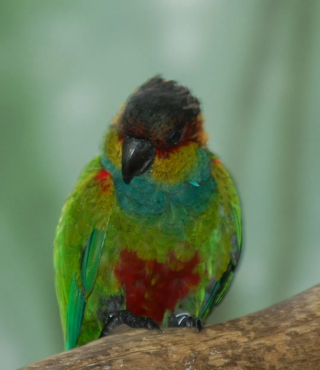 Zoológico de Central Park