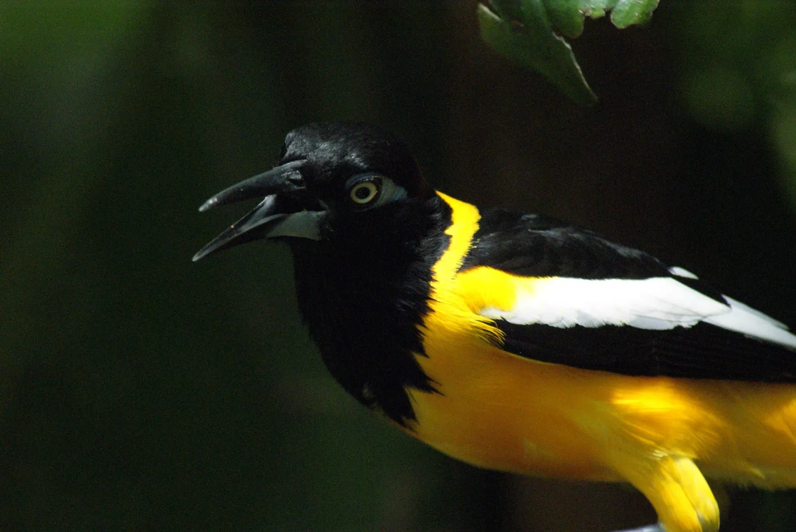 Zoológico de Central Park
