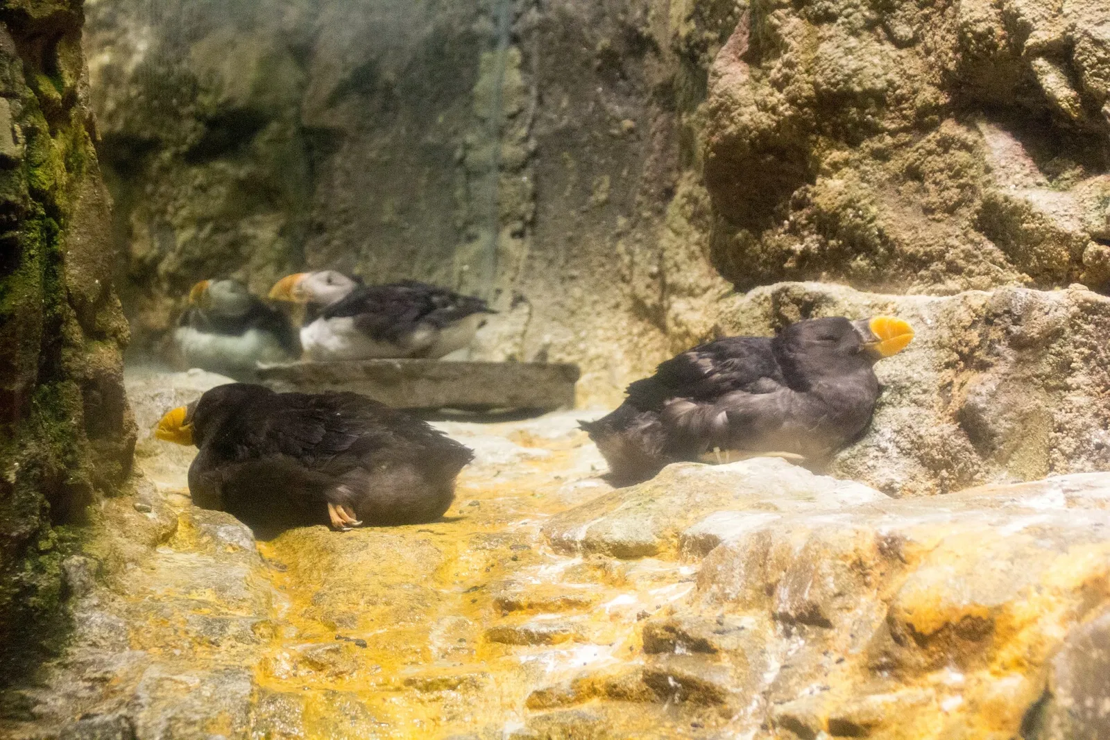 Zoológico de Central Park