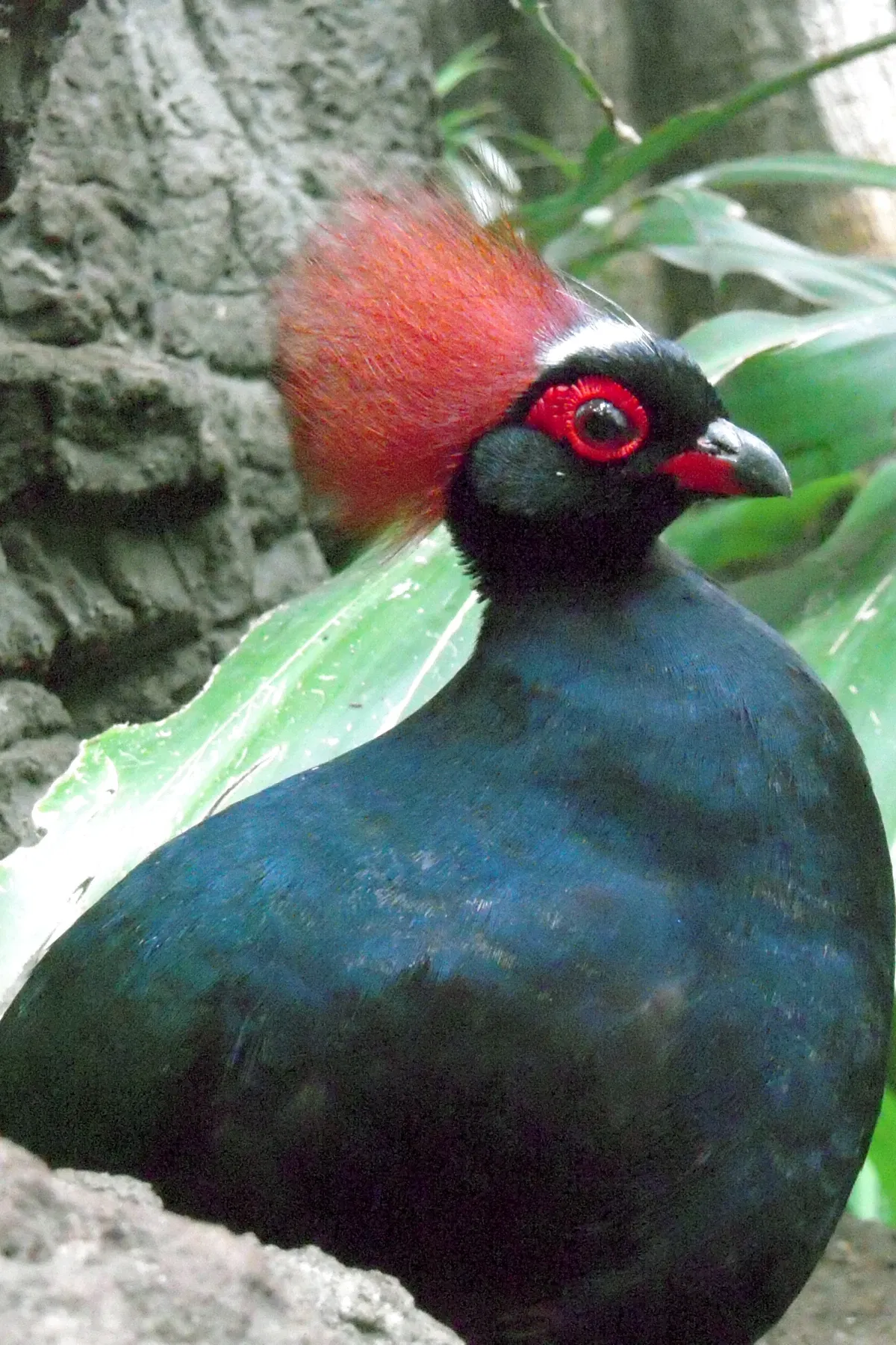 Zoológico de Central Park