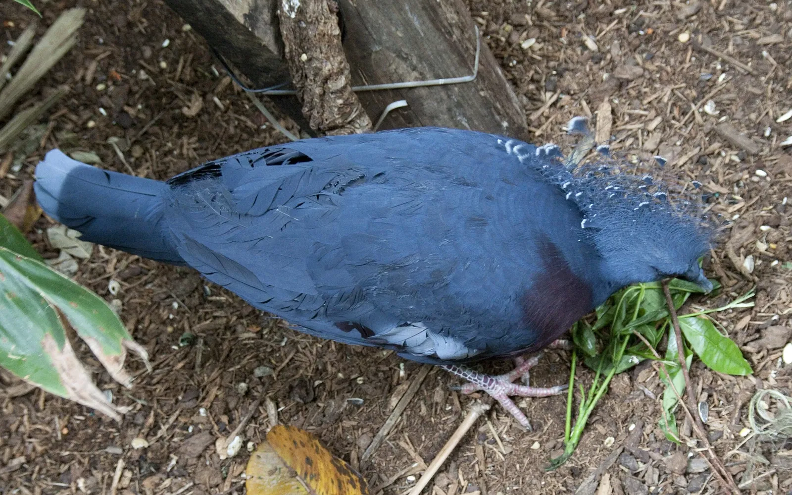 Zoológico de Central Park