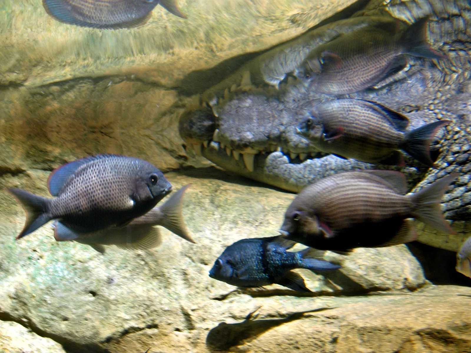 Zoológico del Bronx