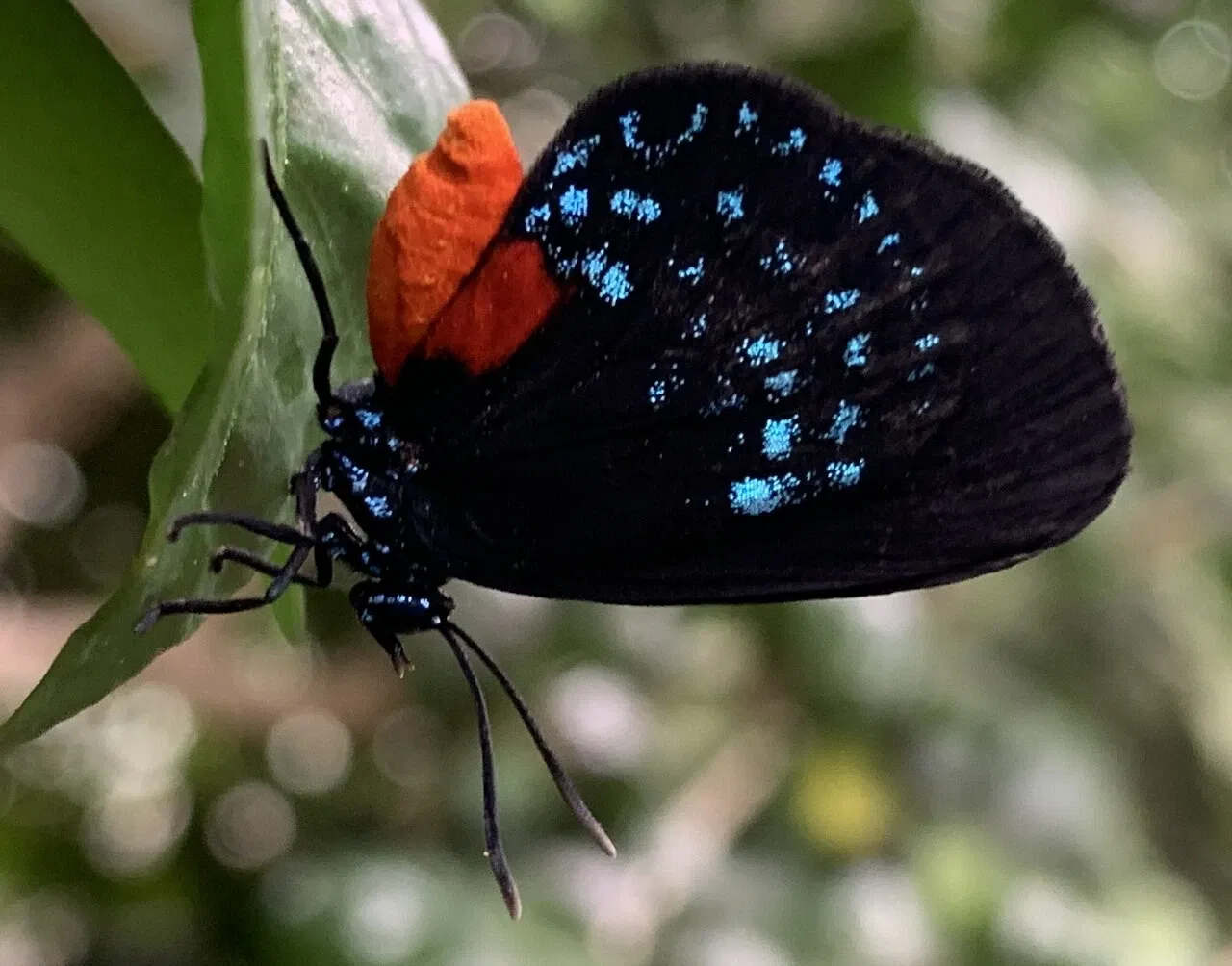 Zoológico del Bronx
